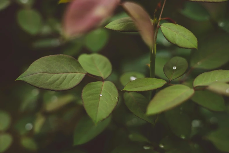 closeup of wet leaves with drops of dew on them