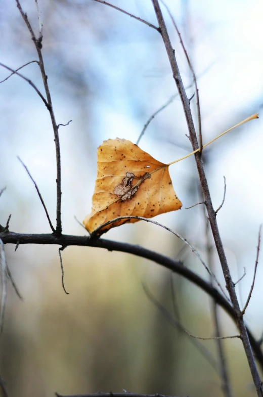 a leaf on a tree nch during the day