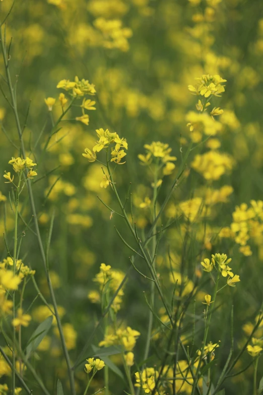 a yellow flower is on the outside of the bush