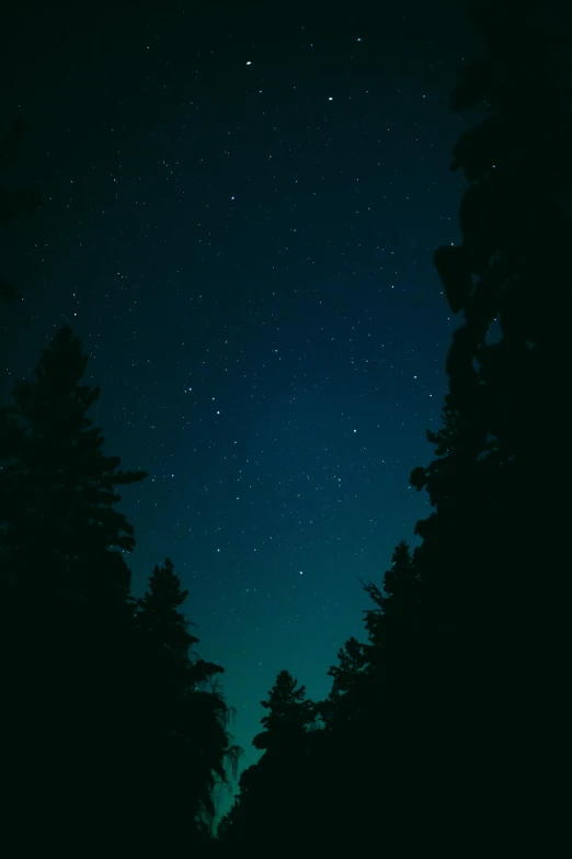 the night sky has stars in the forest