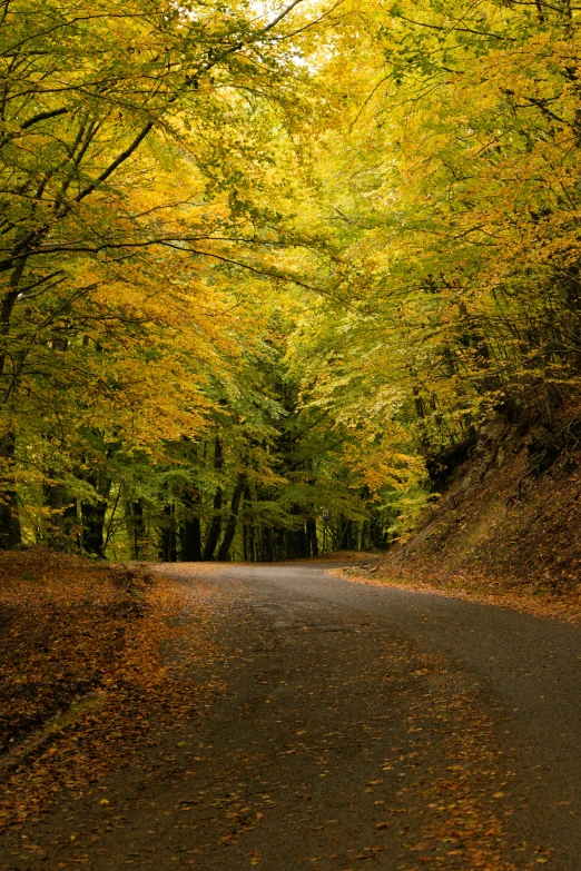 a narrow road lined with green, yellow and brown trees