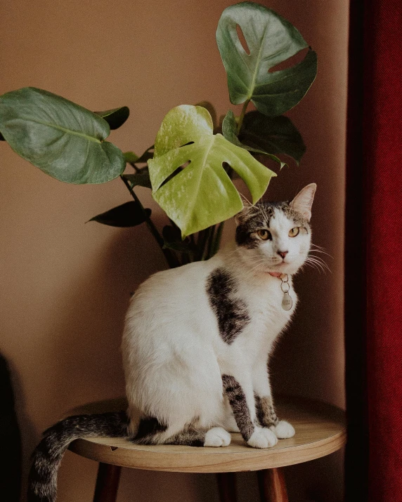 a cat sits on a chair next to a potted plant