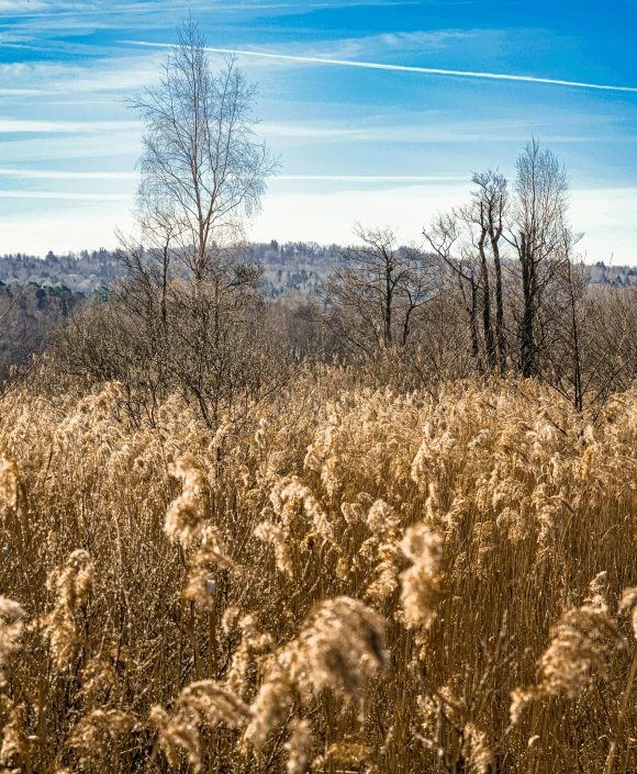 the grass field is dying with the sun shining