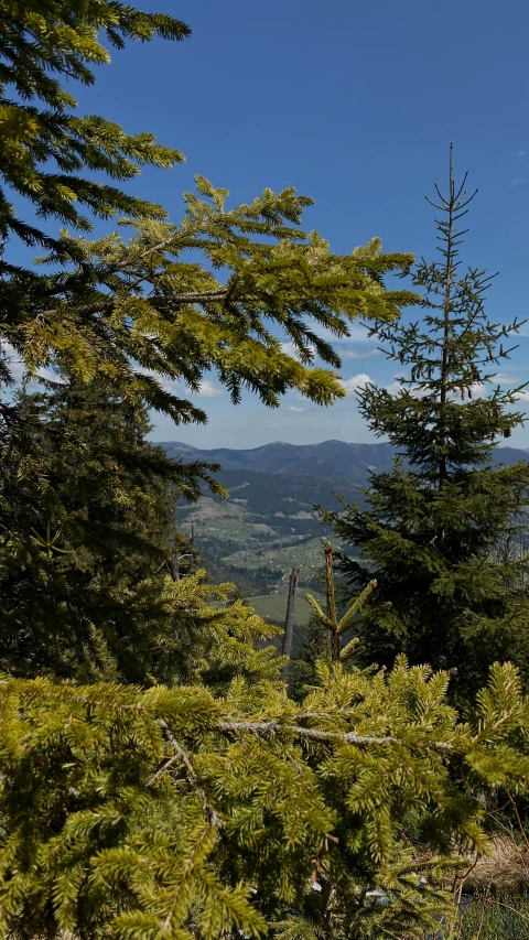 a mountain view is shown through the trees