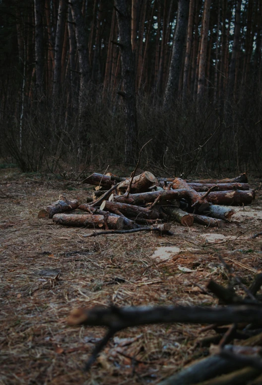 a forest is shown filled with wood and nches