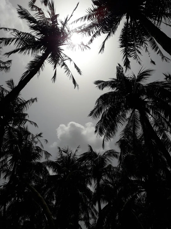 silhouettes of palm trees against the sun with a cloud background