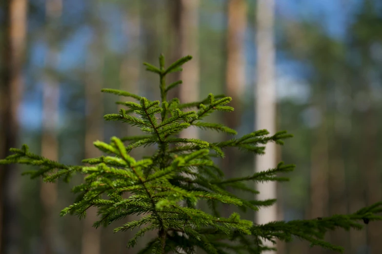 a small tree is growing among a forest