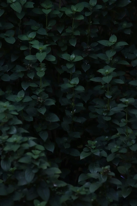 a red umbrella in between many green plants