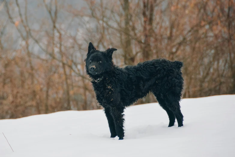 a black dog standing in a snowy field