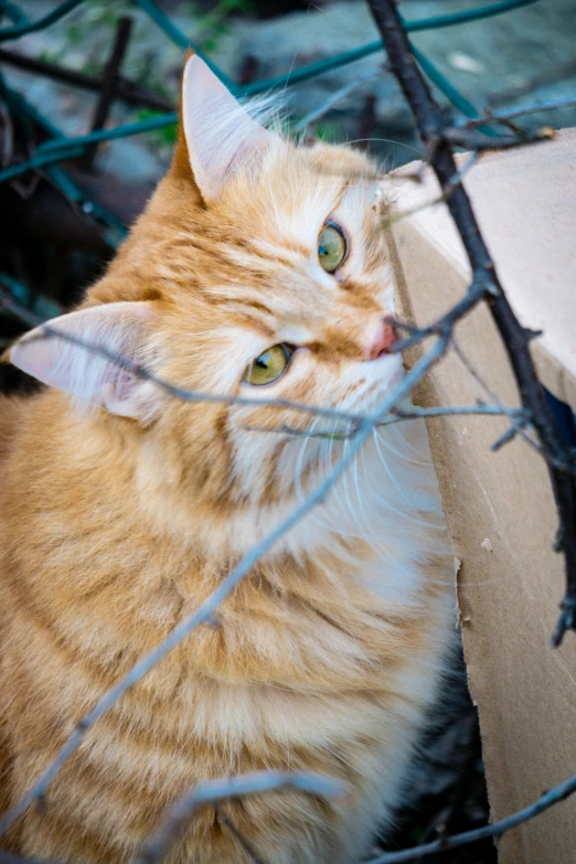 an orange cat looks through the nches of a bush