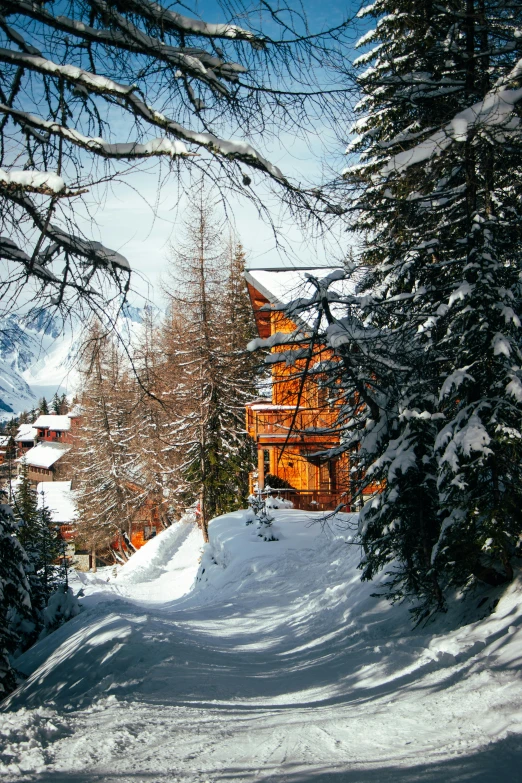 a couple of trees that are in the snow