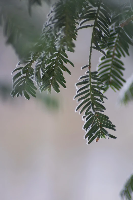 an oak leaves hanging from the nches of a tree