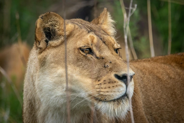 a lion staring through the bars of a fence