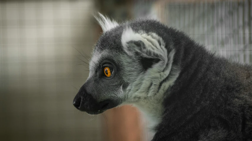 a large animal that is on display at the zoo