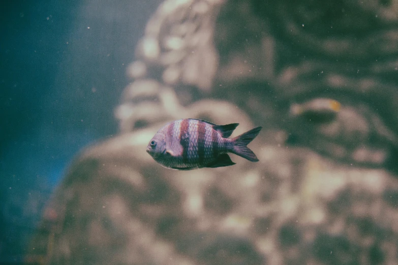 a fish with stripes swimming on the water