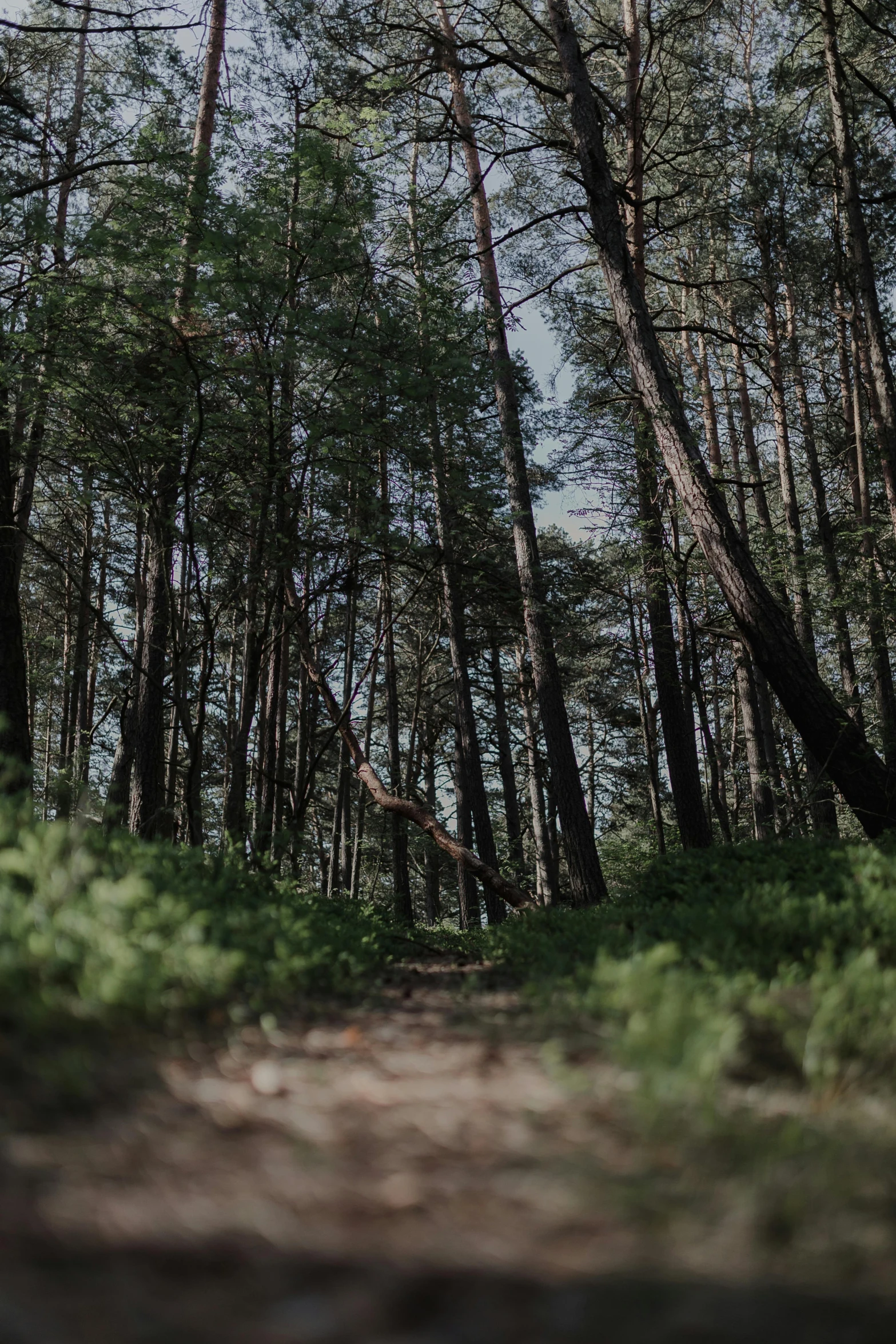 a dirt trail going through the woods in front of tall trees