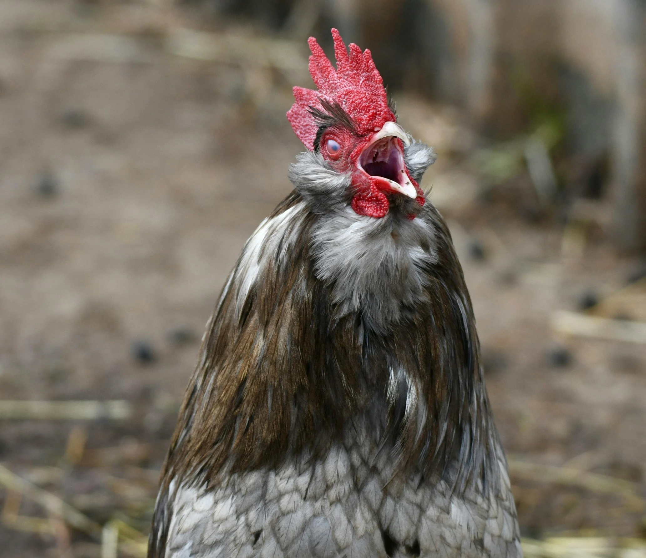 a brown and white rooster with red combs and a black tail