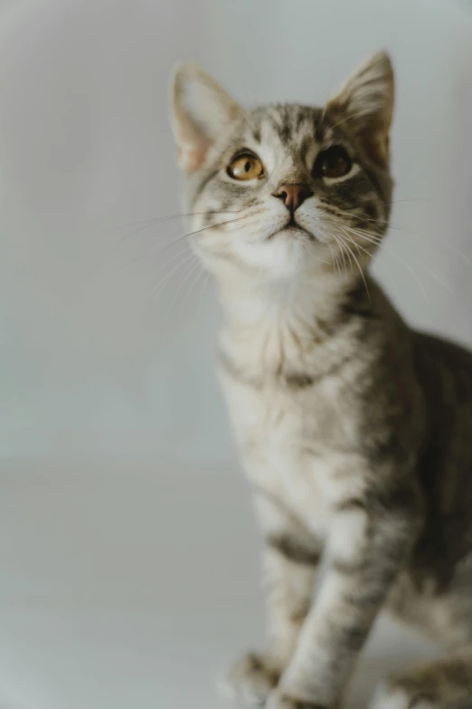 a tabby cat looking away while standing up