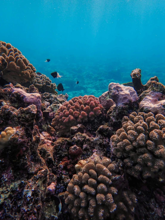 underwater scene with a group of fish swimming over corals