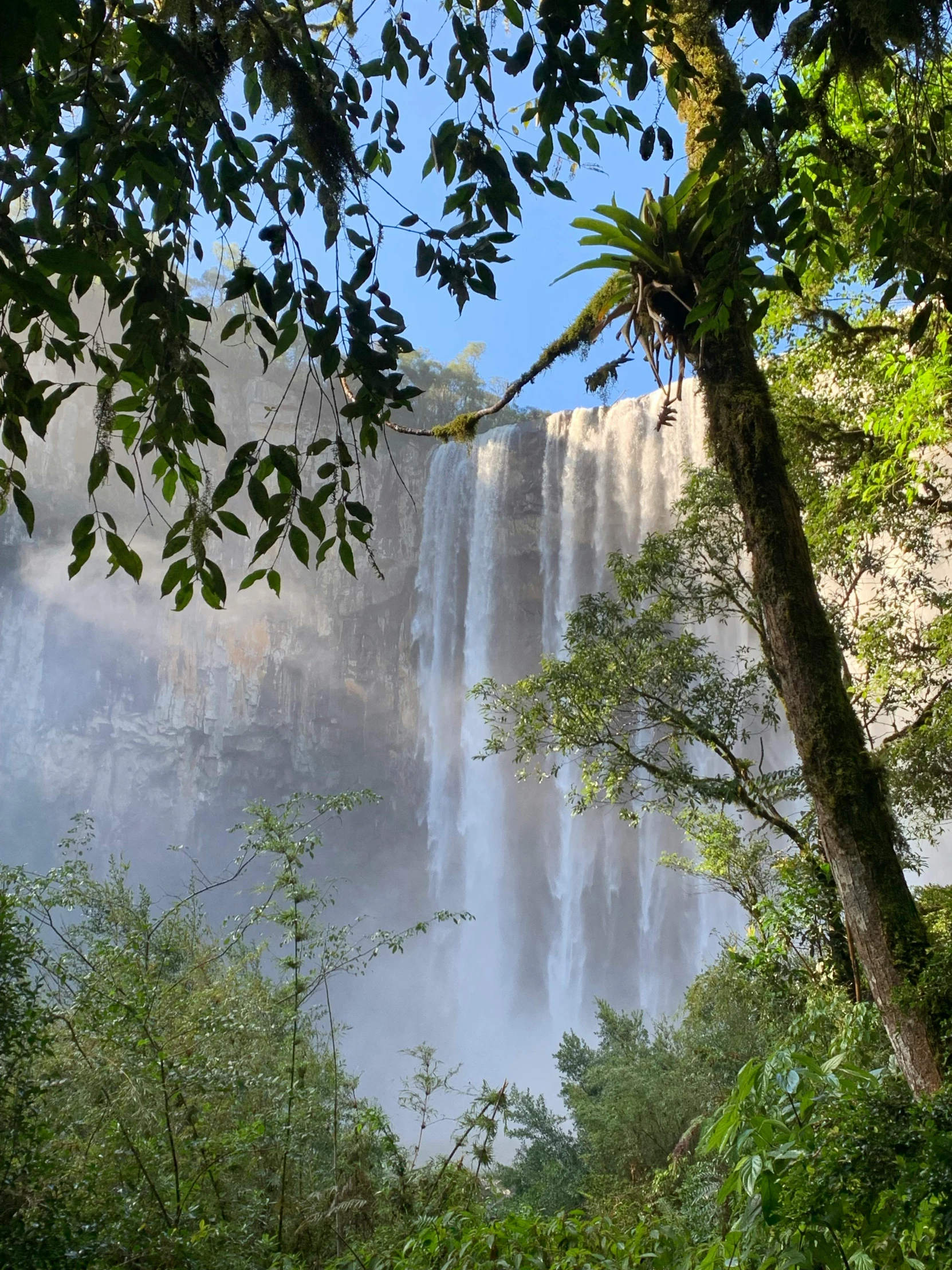 a waterfall is visible through the dense vegetation