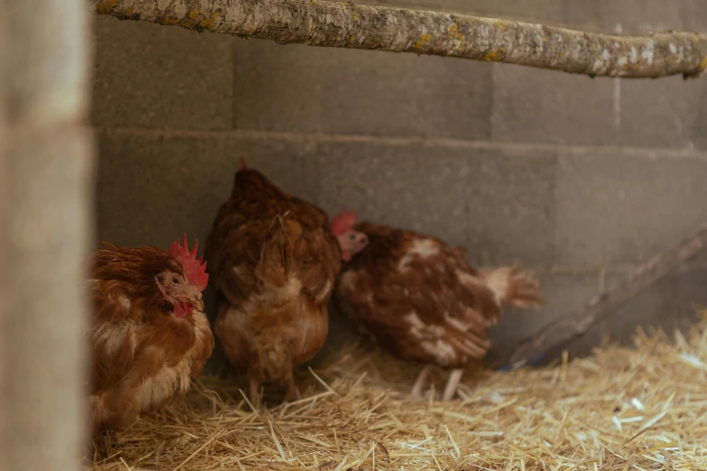 three chickens sitting together inside of a cage