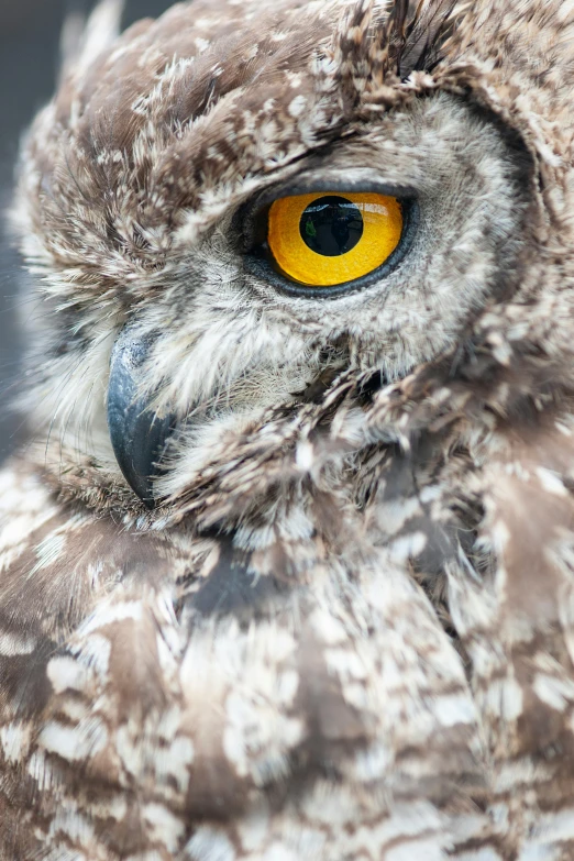 a close up po of a large owl with yellow eyes