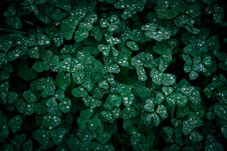 the green leaves of a bush are covered with water droplets