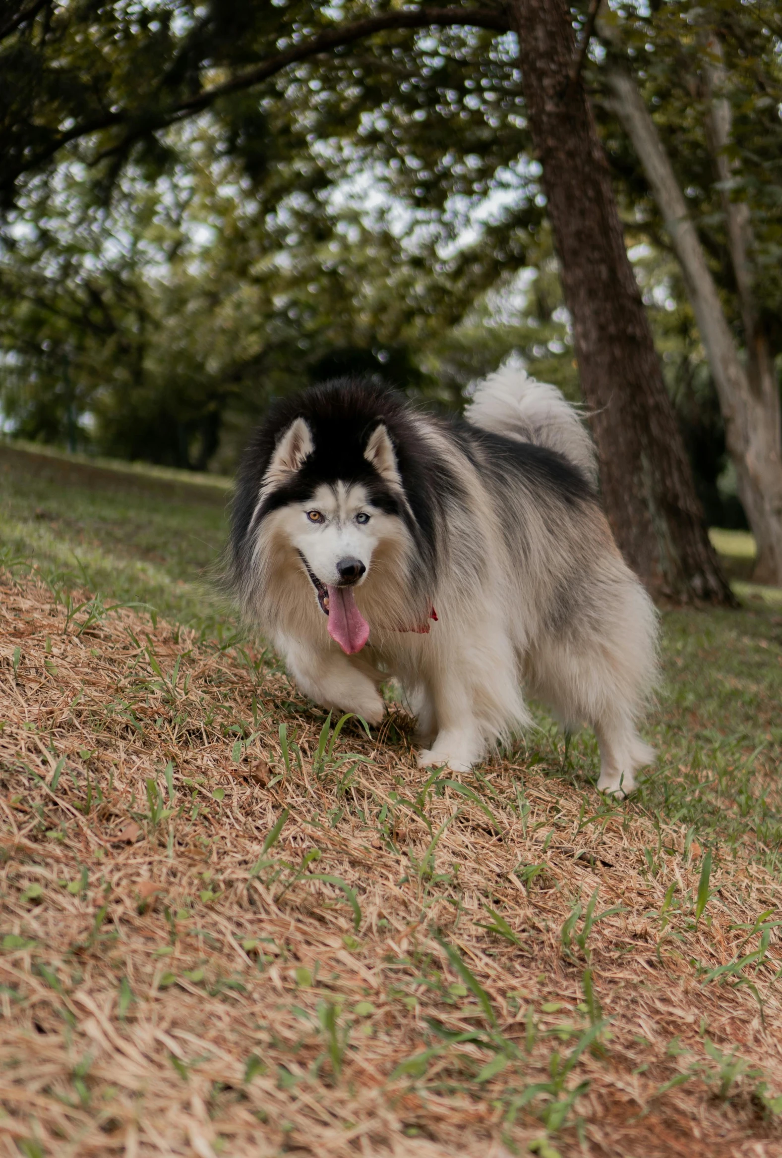 a dog walking in the grass near a forest