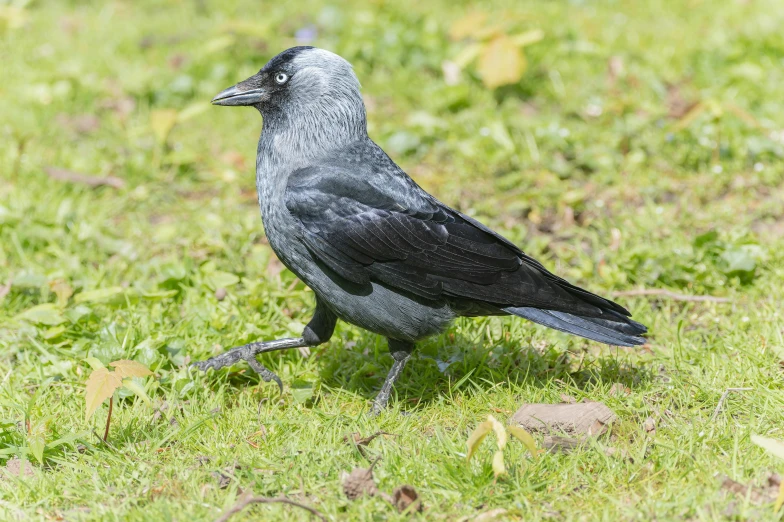 a black and gray bird on a lush green field