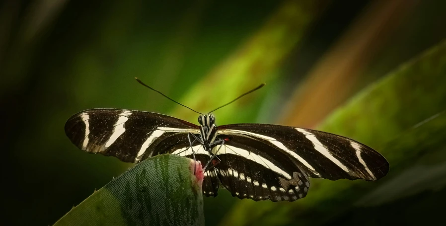 a black and white erfly resting on a leaf