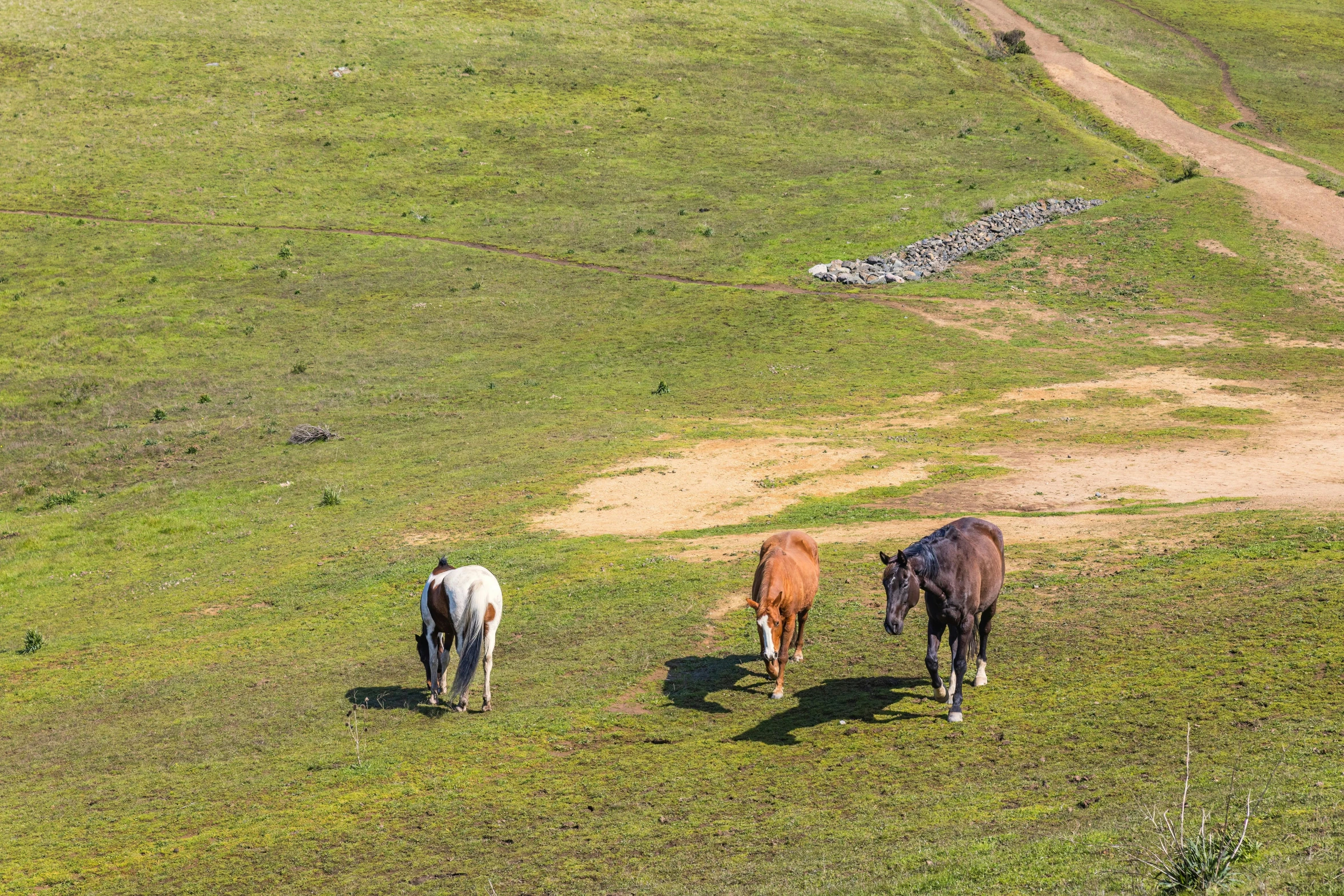 the horses are grazing in the pasture on this sunny day