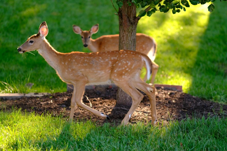 some deer are standing under a tree in a field