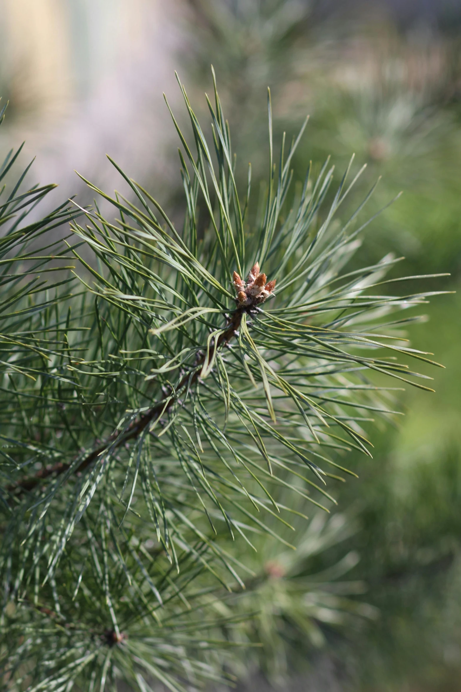 a pine nch with some little birds in the background