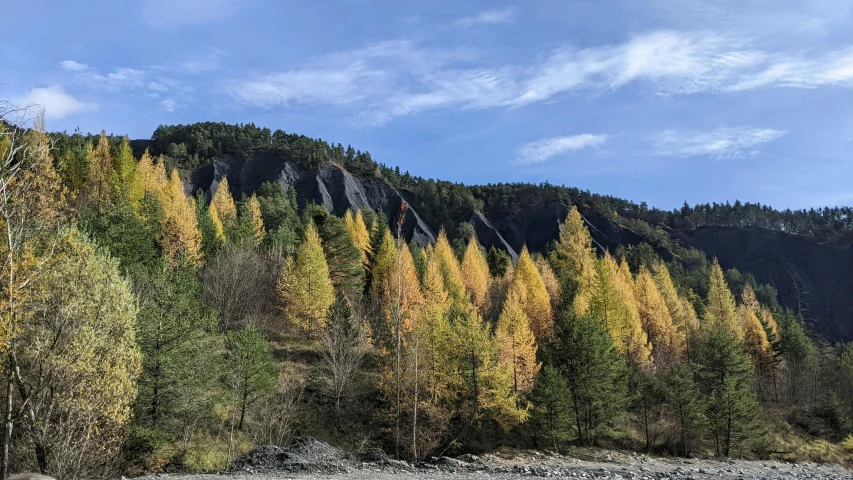 there are many pine trees on the mountain