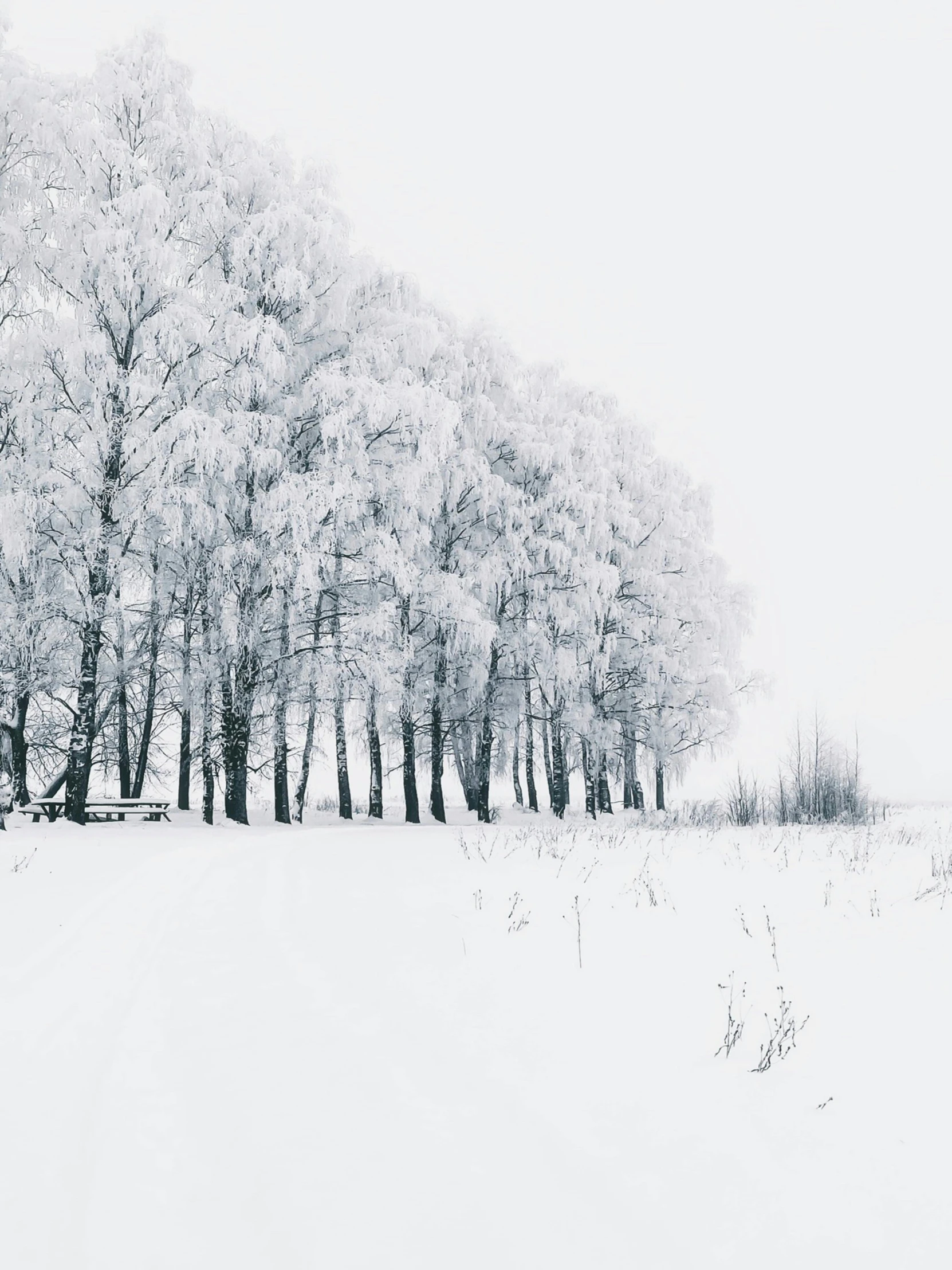 the trees are tall and the snow is white