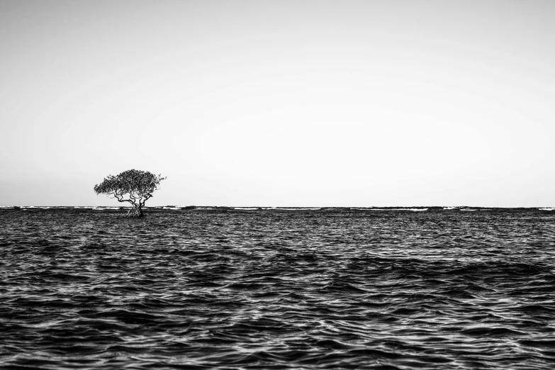 a lonely lone tree sitting in the ocean water