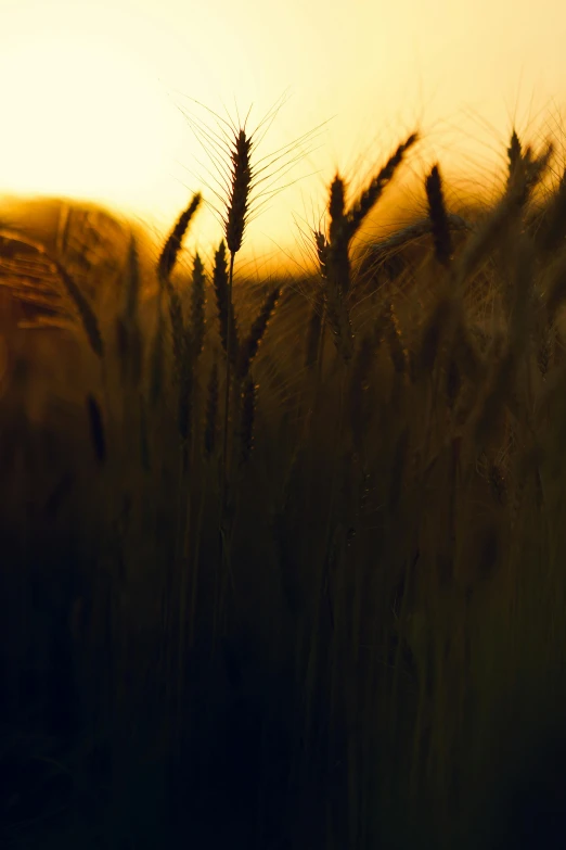 some grass and one bird in the distance