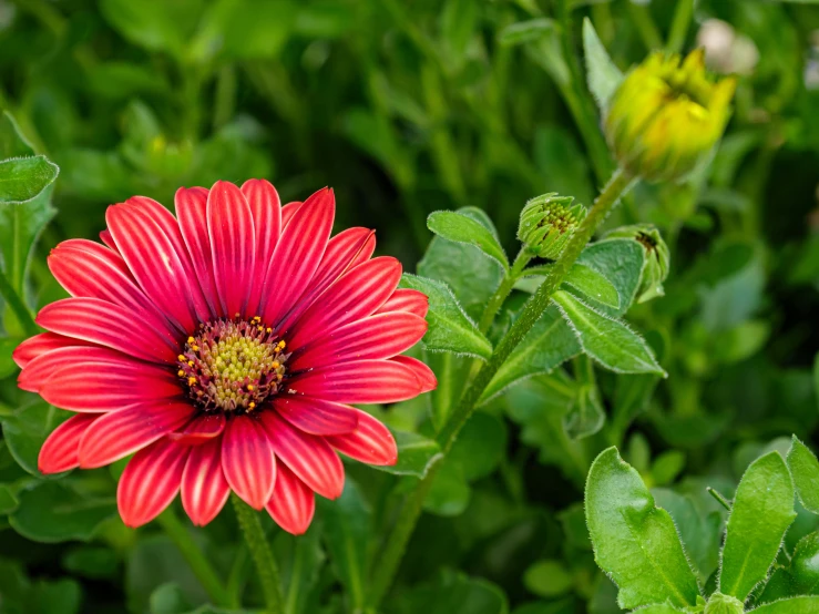 an odd looking red flower is pictured among greenery