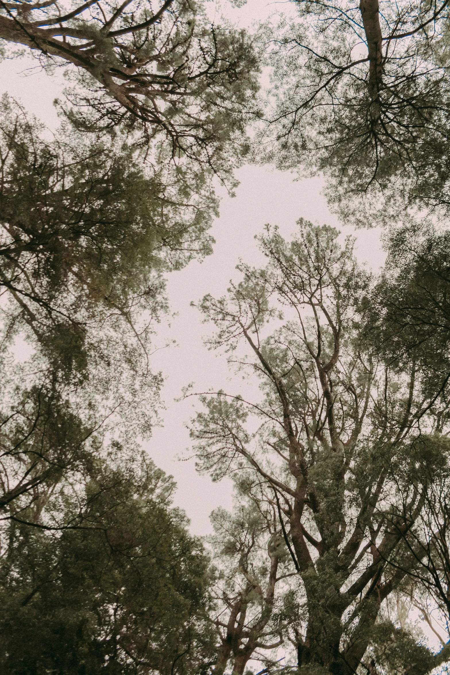 tall trees surrounding each other on a foggy day