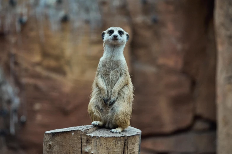 a meerkat is sitting on a wooden piece of wood