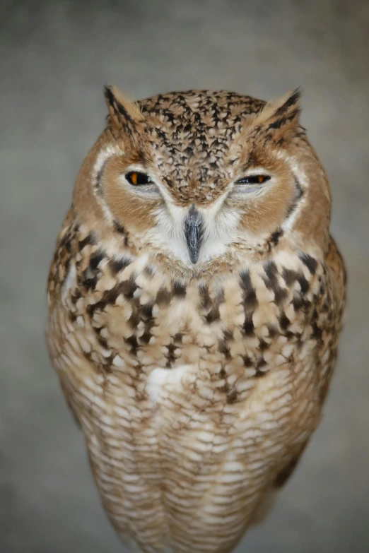 an owl standing on a table near a wall