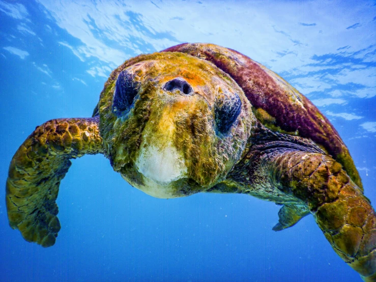 a close up po of a sea turtle underwater