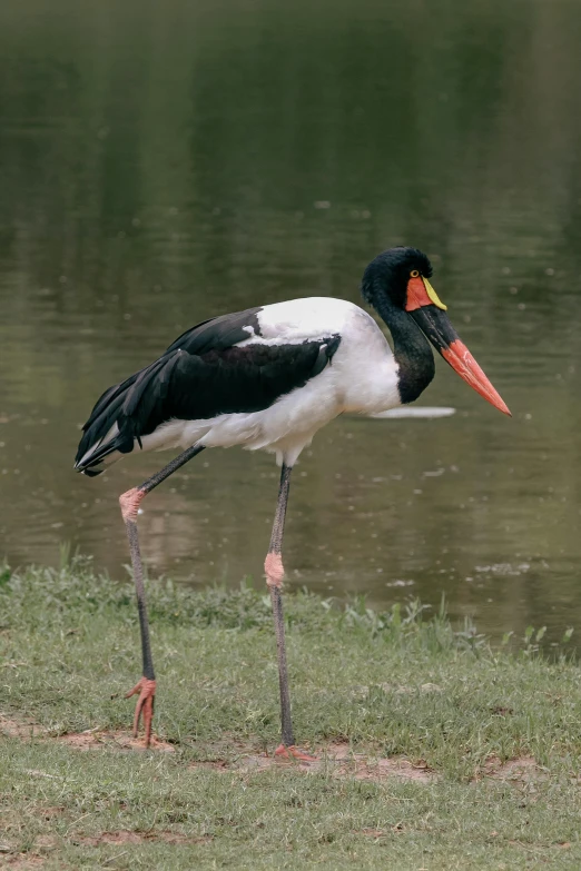 a black - and - white bird standing next to the water