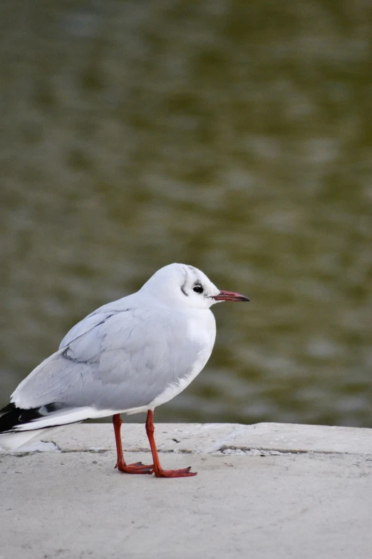 a seagull on a ledge staring at the water