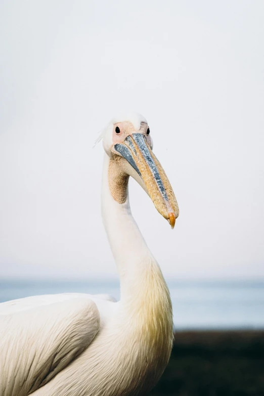 a white pelican has very long neck feathers and a long beak