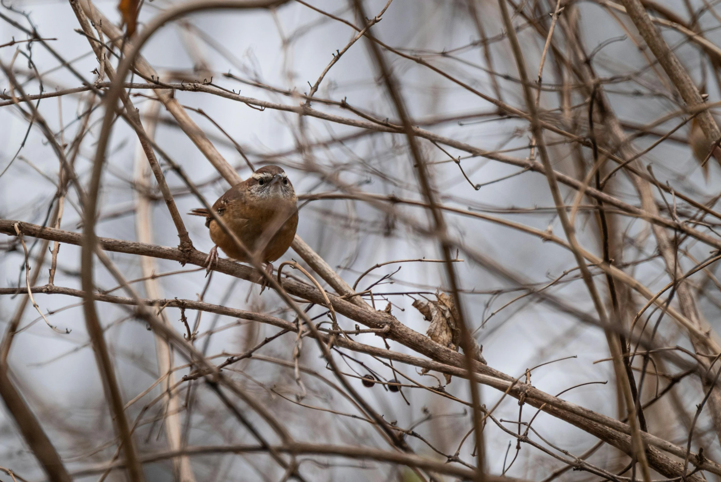 two birds sitting on nches of trees looking to the left