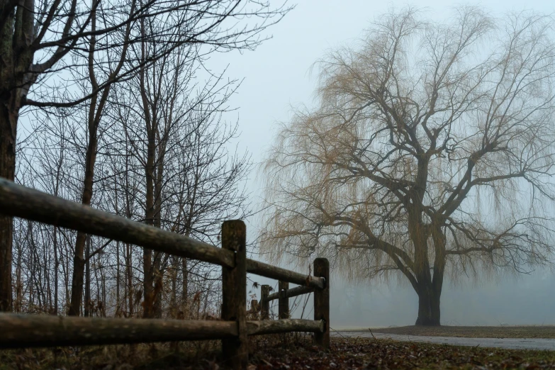 a foggy park path and an oak tree in the background