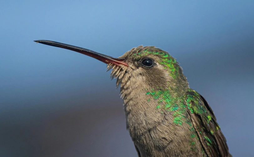 a bird that is looking up and soing green