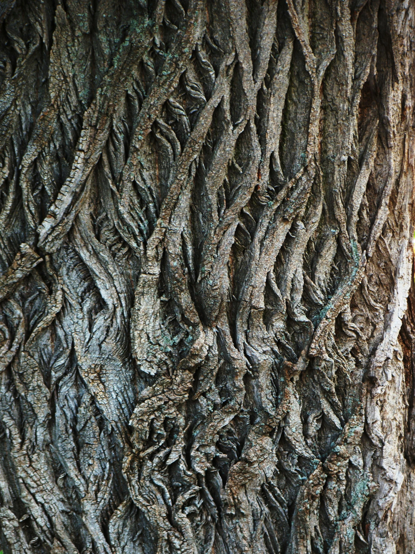 the bark of a tree has many different patterns on it