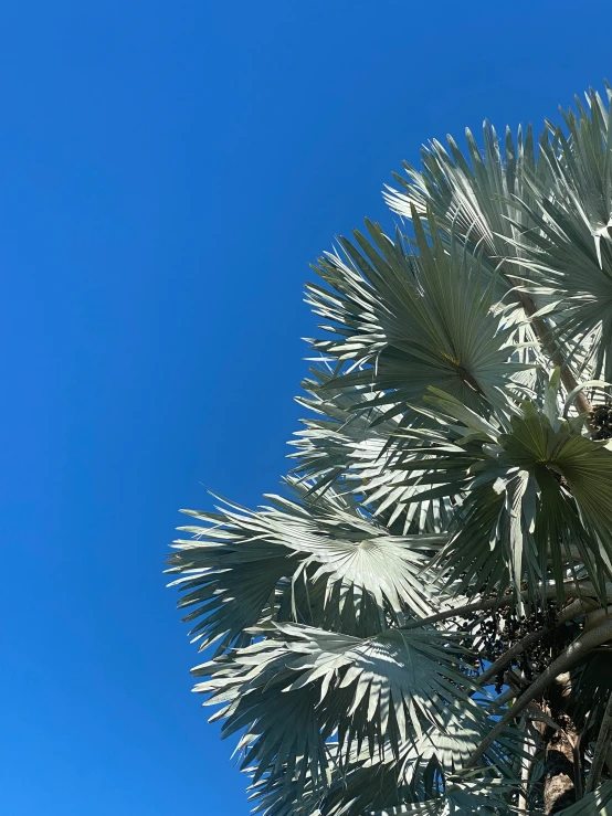 a palm tree with bright green leaves